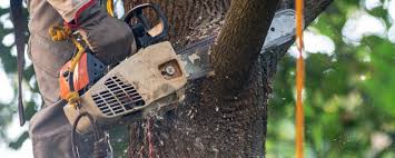 Best Tree Disease Treatment  in West Livingston, TX