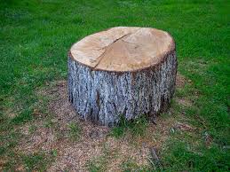 Best Tree and Shrub Care  in West Livingston, TX